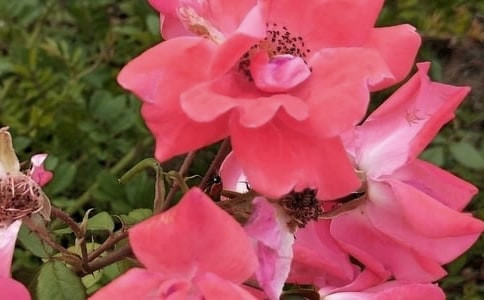 开在记忆深处的花朵作文(精选50篇)