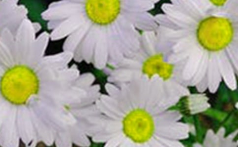 描写花朵的作文(精选20篇)