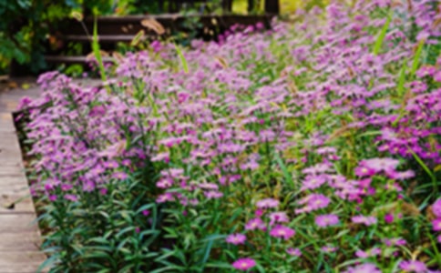 《巨人的花园》的优秀教案设计(精选12篇)