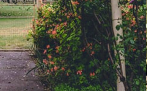 花园写景的作文600字(精选43篇)