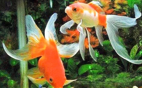 金鱼的日记(通用30篇)