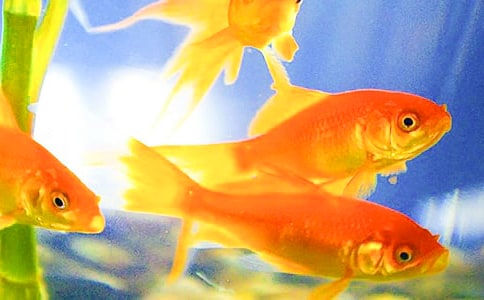 我喜欢的小金鱼作文100字(通用28篇)