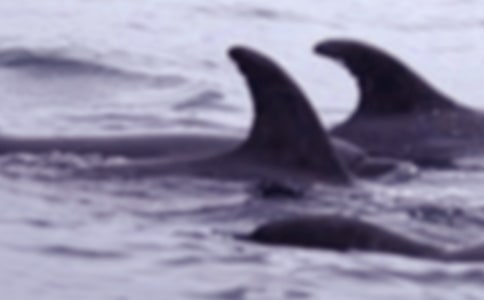 鲸鱼的自述作文(通用20篇)