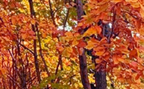 景色初中作文(通用51篇)