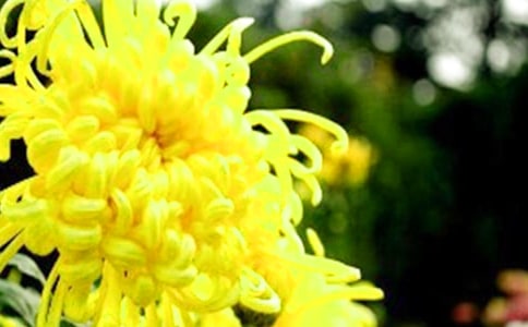 小学三年级菊花作文(精选61篇)