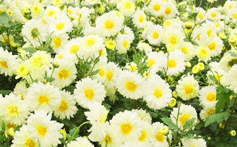 2023年形容菊花的句子23句