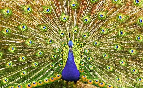 孔雀美术教案(通用20篇)