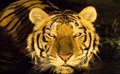 老虎开儿童乐园作文