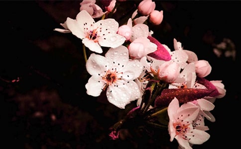 悠扬静美的梨花颂散文