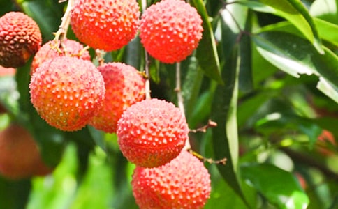 介绍荔枝作文300字(精选20篇)