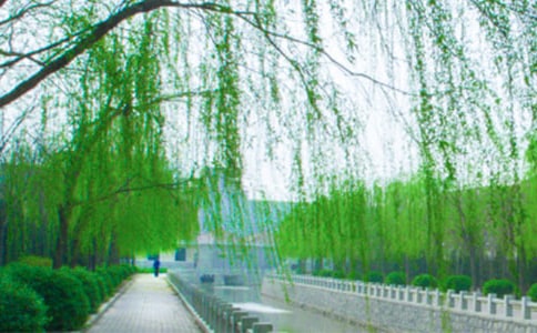 春天的柳树作文(精选113篇)