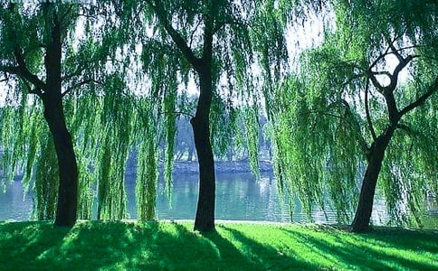 《柳树姑娘》教学设计