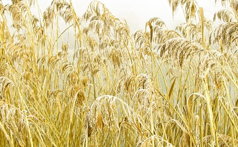 写芦苇的作文(精选44篇)