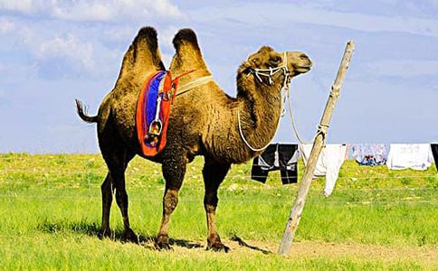 沉沦的骆驼作文(精选17篇)