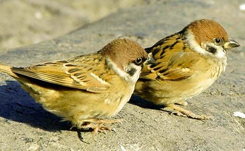 《小麻雀》读后感(通用18篇)