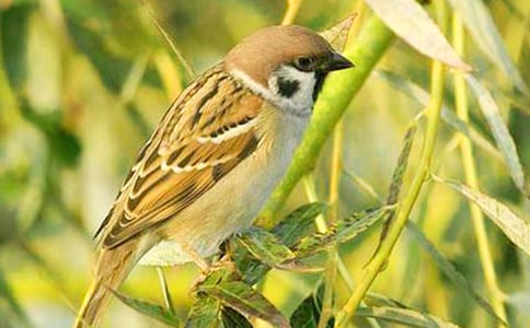 麻雀三年级作文(通用37篇)