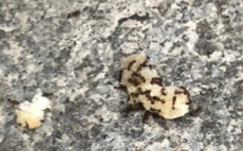 读后感之《蚂蚁和蚱蜢》