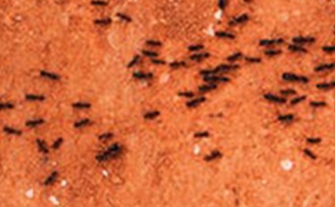 蚂蚁的奥秘作文(精选29篇)