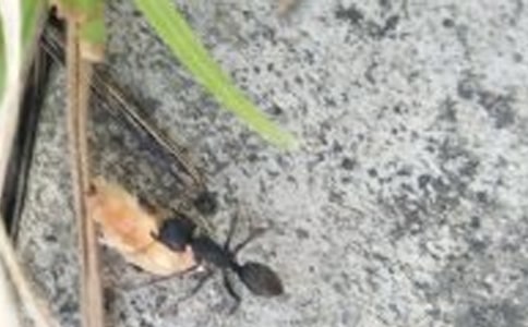 【精】小蚂蚁历险记作文