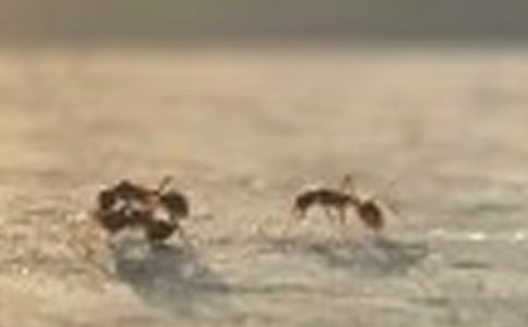 蚂蚁历险记作文【精】