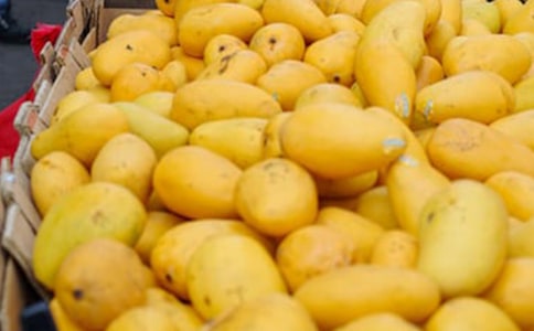 我最爱芒果作文(精选27篇)