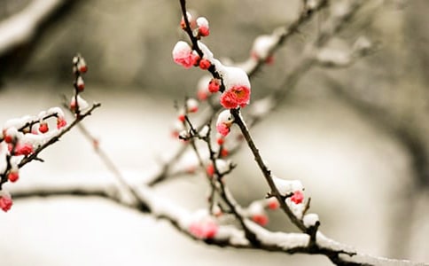 通用形容梅花的句子25句