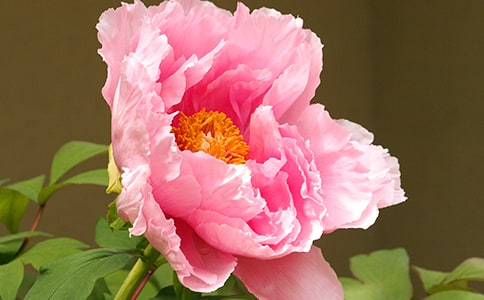 《牡丹亭》观后感(精选23篇)