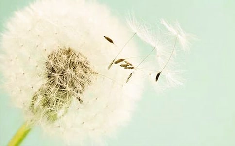 实用的写蒲公英的作文46篇