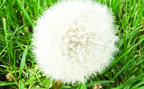 我愿变作蒲公英作文(精选19篇)