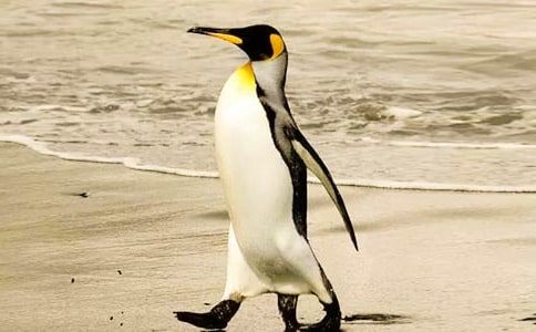 企鹅的自述作文(通用21篇)