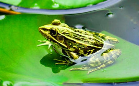 大班美术会说话的小青蛙教案及反思