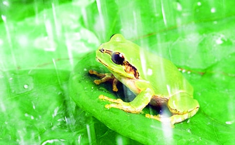 老鼠和青蛙作文(精选45篇)