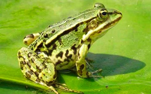 保护青蛙作文(精选101篇)