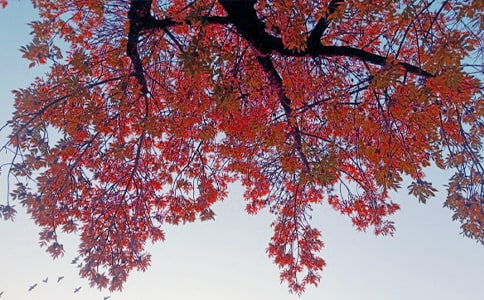 秋日的黄昏作文800字(通用49篇)