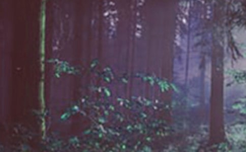 森林防火活动方案(精选12篇)