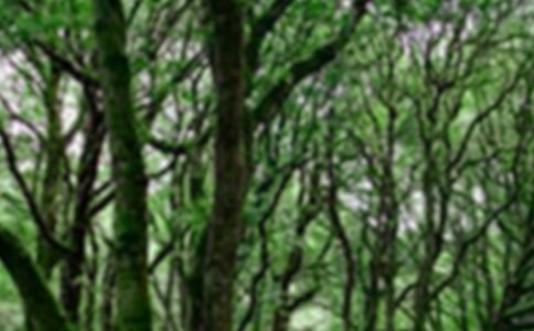 森林防火活动策划方案(精选15篇)