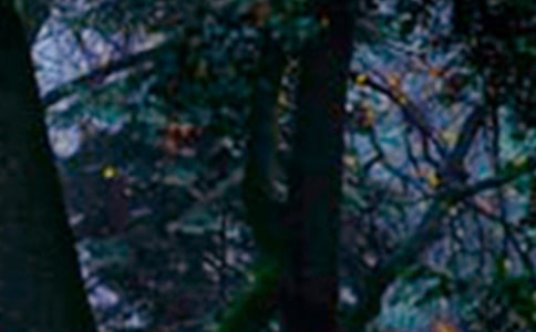 村委会森林防火工作简报(精选20篇)