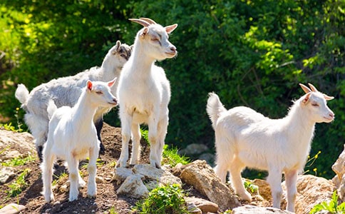 《狼和小山羊》读后感(通用14篇)