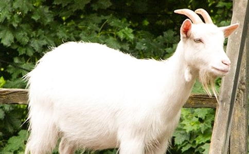 我是一只山羊作文600字