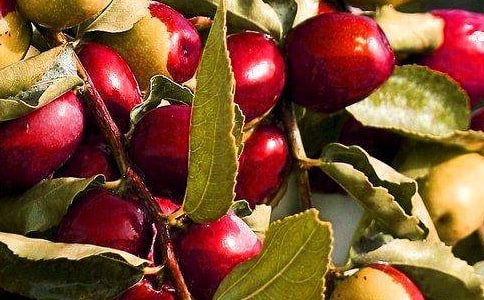 《苹果橘子梨子》认识水果教案(精选10篇)