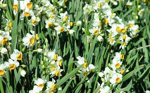 水仙花观察日记(精选24篇)