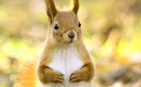 松鼠小学生作文(精选29篇)