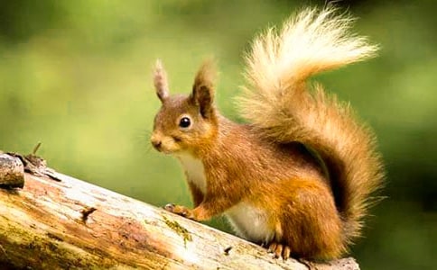 松鼠的自述450字作文(精选17篇)