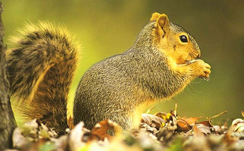 《松鼠》教案(通用19篇)