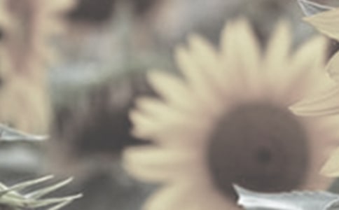 美丽太阳花作文(精选18篇)