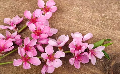 桃花真美啊作文(通用28篇)