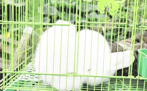 《狐狸和兔子》教案(通用15篇)