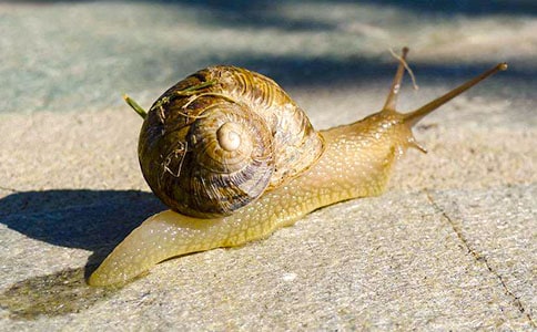 观察蜗牛的四年级作文(精选23篇)