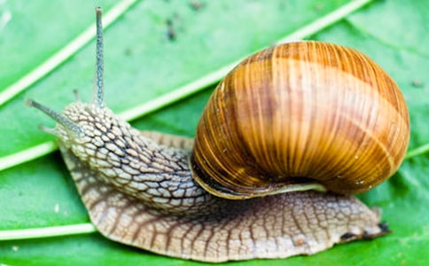 蜗牛的秘密作文(通用30篇)