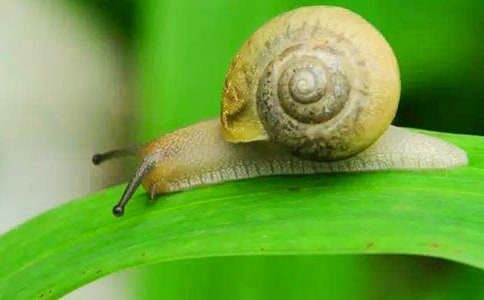 《牵着一只蜗牛去散步》读后感(精选5篇)